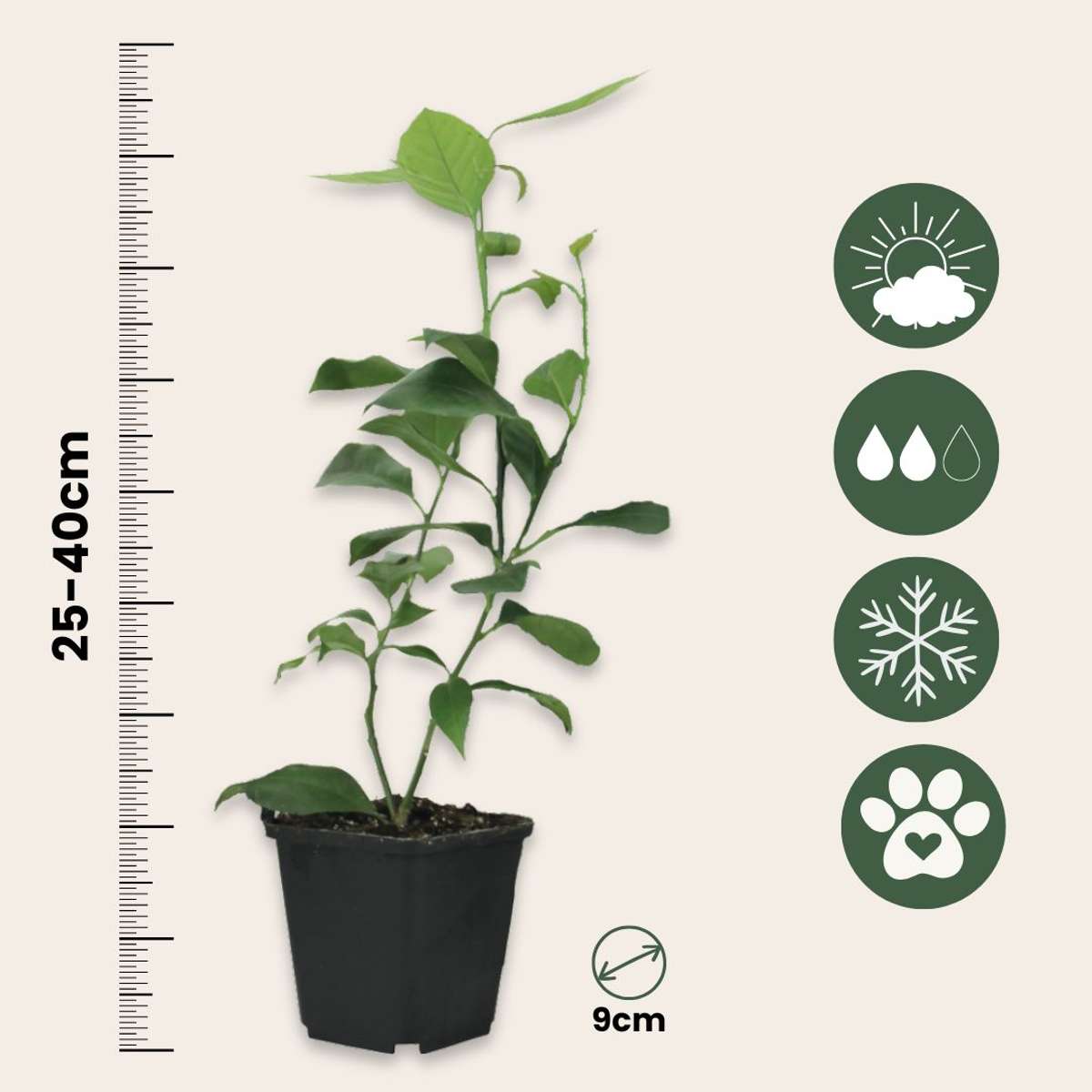Citrus aurantifolia - 3er-Set - Lindenbaum