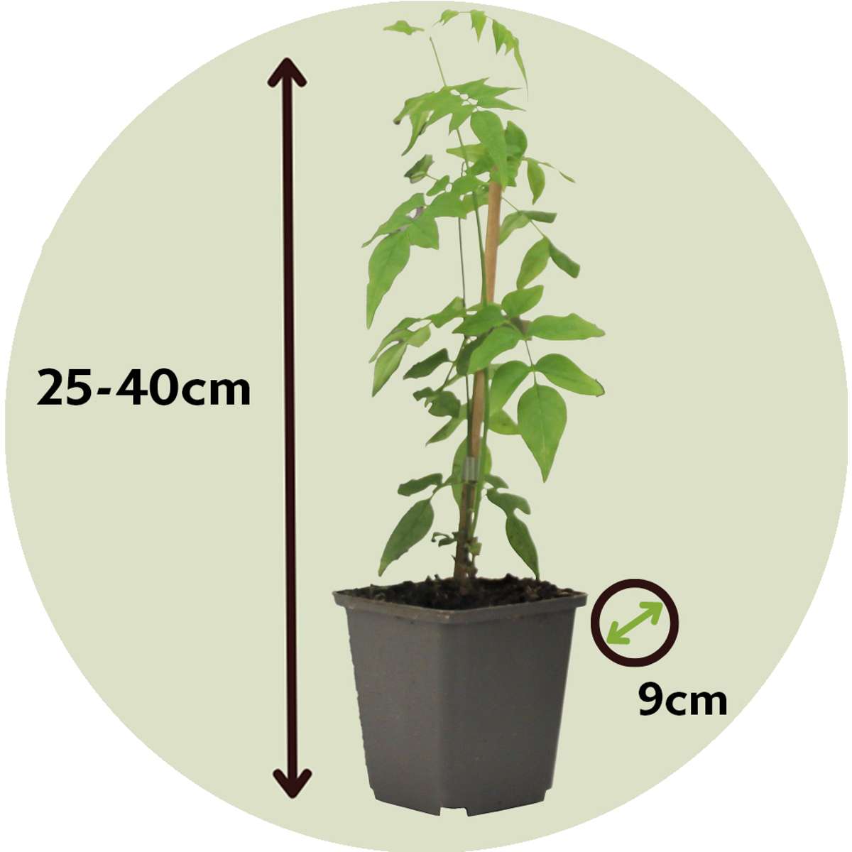 Jasminoides Officinale - Set van 6 - Wit - Jasmijn