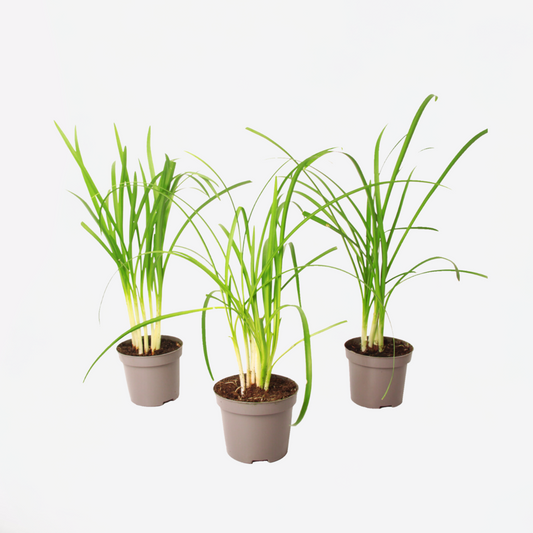 Tulbaghia 'Knobikraut' - Bärlauch - 3er Set