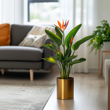 Strelitzia Reginea – Paradiesvogelblume