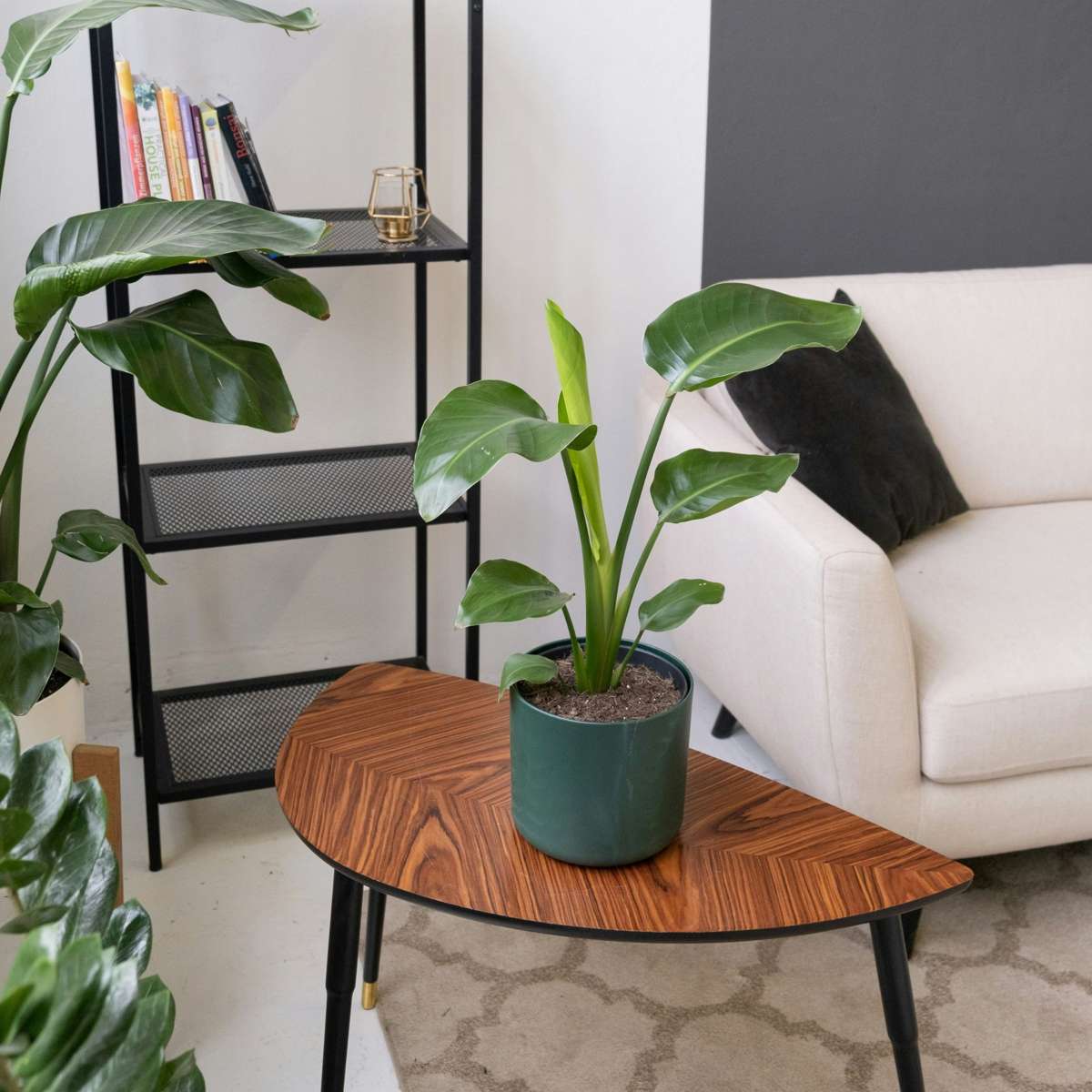 Strelitzia Reginea – Paradiesvogelblume