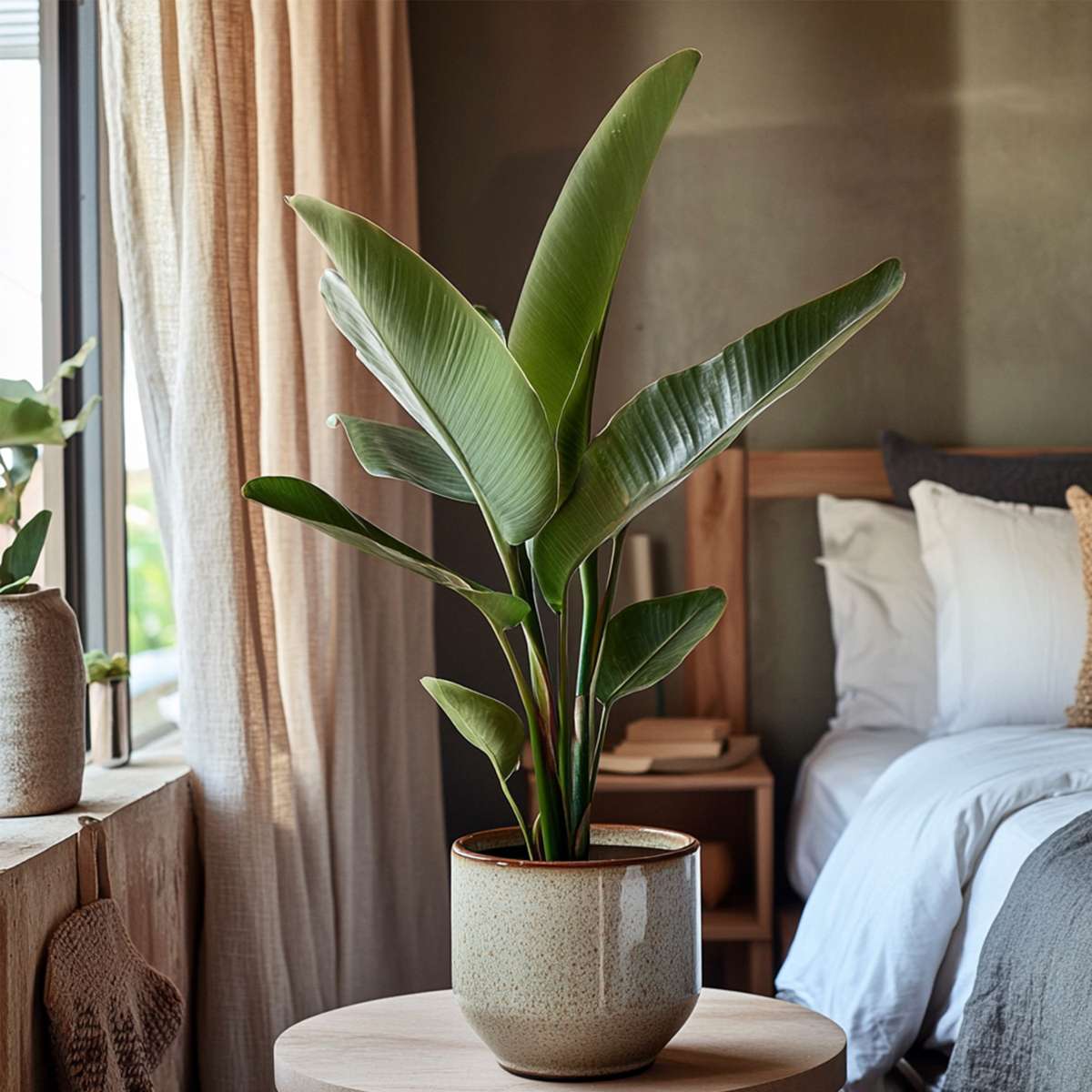 Strelitzia Reginea – Paradiesvogelblume