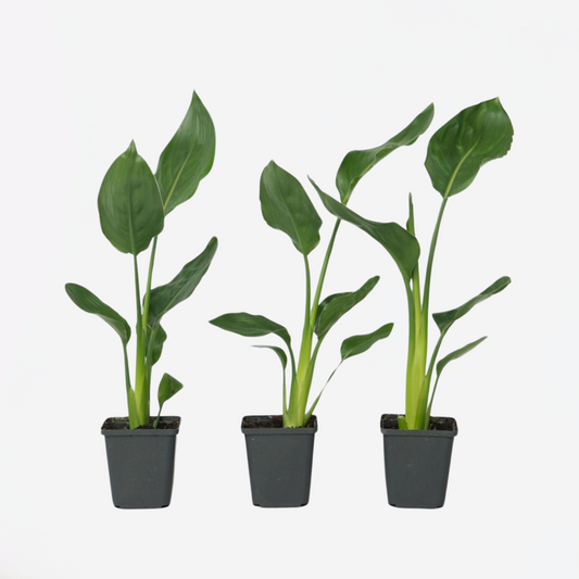 Strelitzia Reginea - 3er-Set - Paradiesvogelblume