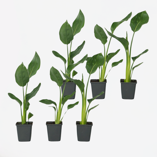 Strelitzia Reginea - 6er-Set - Paradiesvogelblume