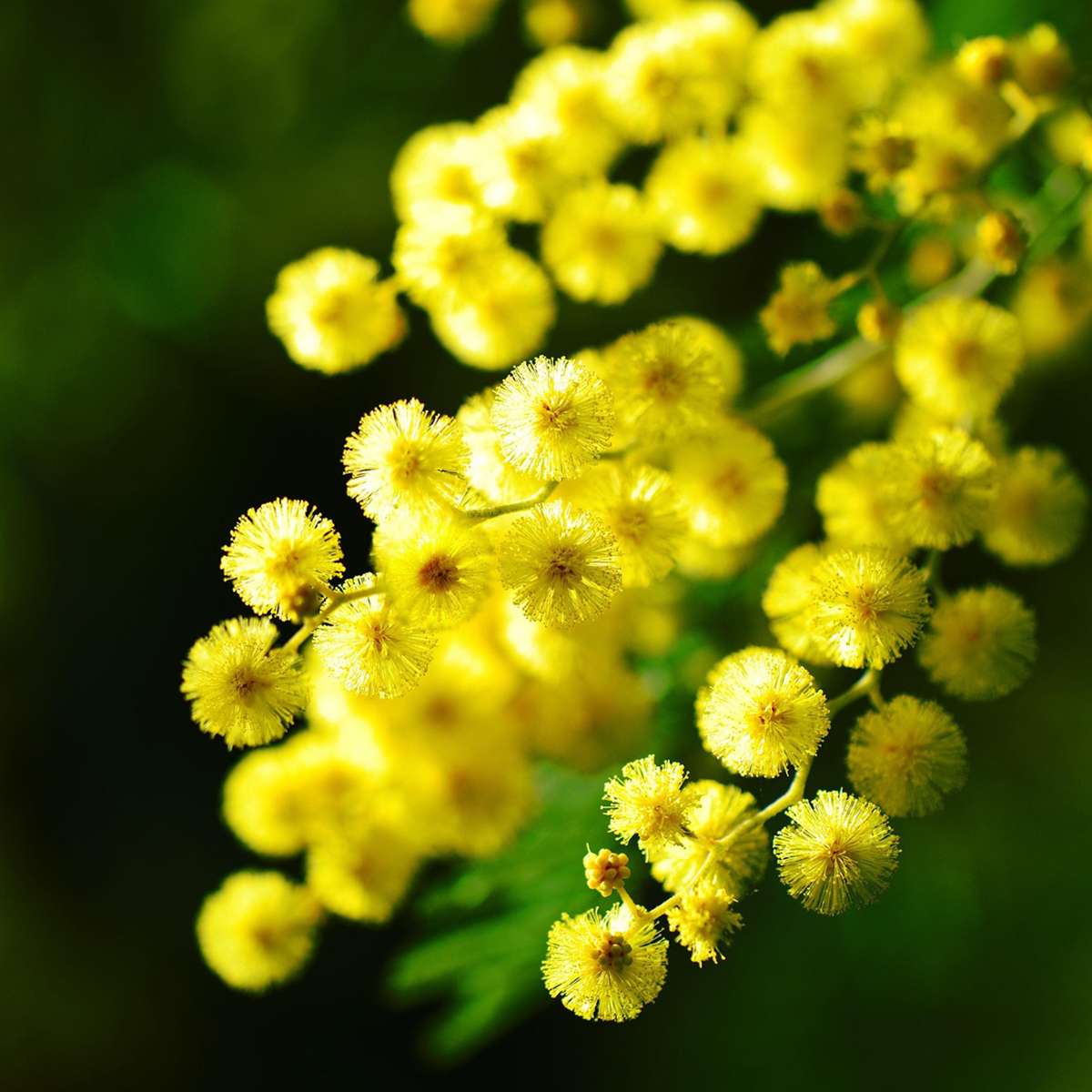 Acacia dealbata Mimosa - 3er-Set