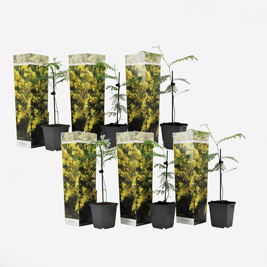 Acacia dealbata Mimosa - Set van 6