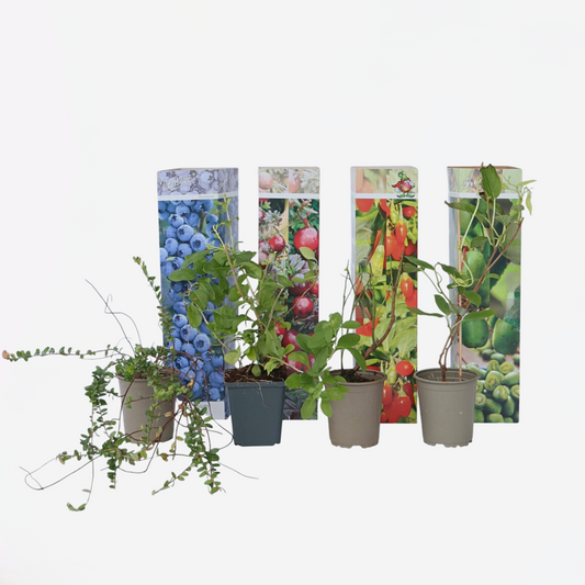 Smoothie-Mix – 4er-Mix – Goji, Cranberry, Beere, Kiwi