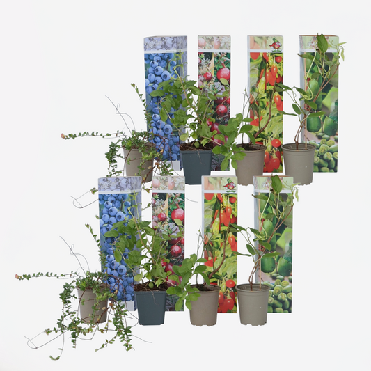 Smoothie-Mix – 8er-Mix – Goji, Cranberry, Beere, Kiwi