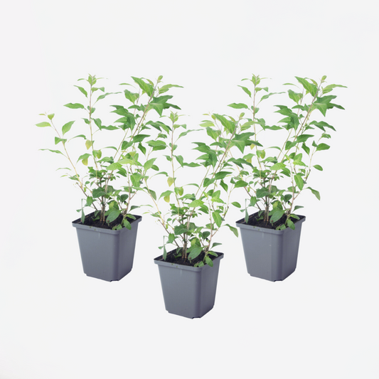 Solanum Rantonnetii 'Nachtschatten' - 3 Stk.