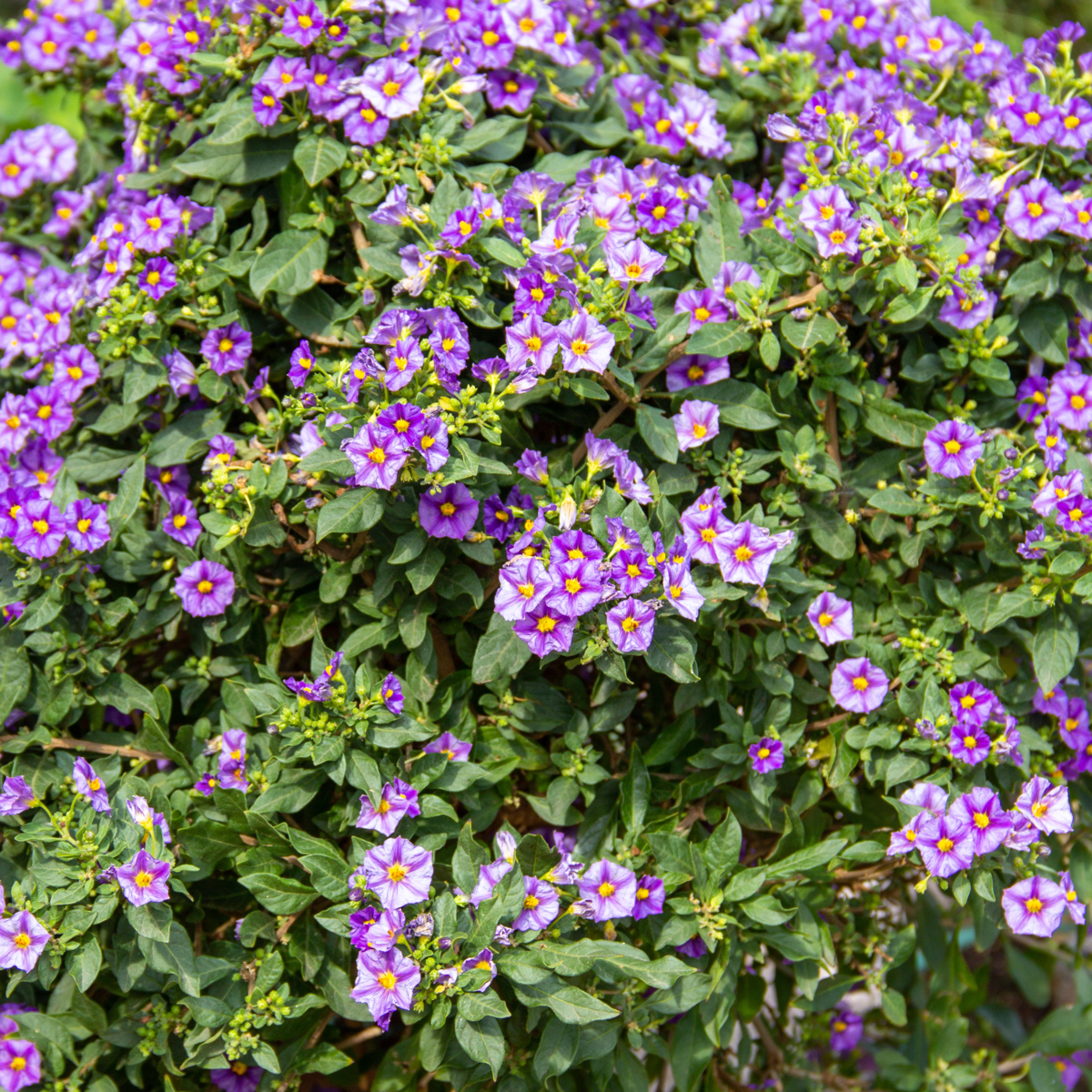 Solanum Rantonnetii 'Nachtschade' - 3 stuks