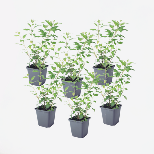 Solanum Rantonnetii 'Nachtschatten' - 6 Stk.