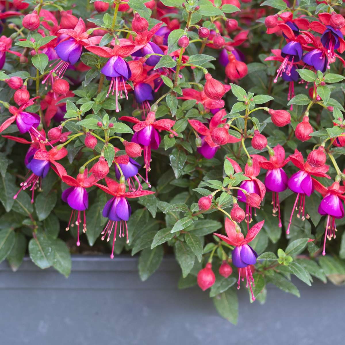 Fuchsie - 6er-Mix - Sarah, Lady Thumb, Ricartonnii