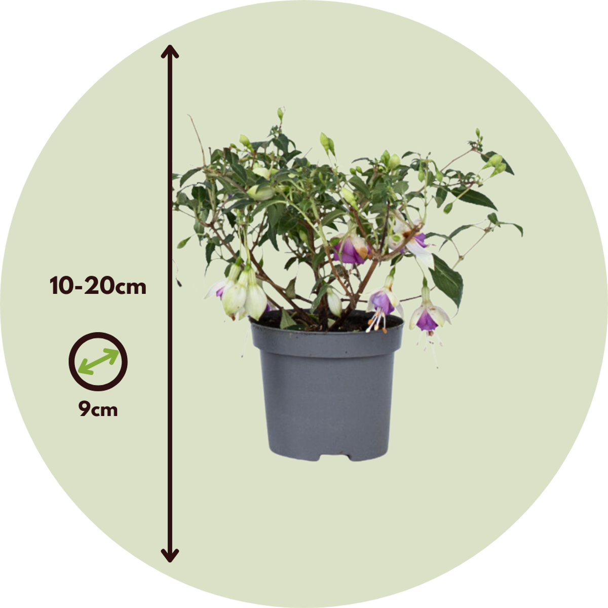 Fuchsie - 3er-Mix - Sarah, Lady Thumb, Ricartonnii