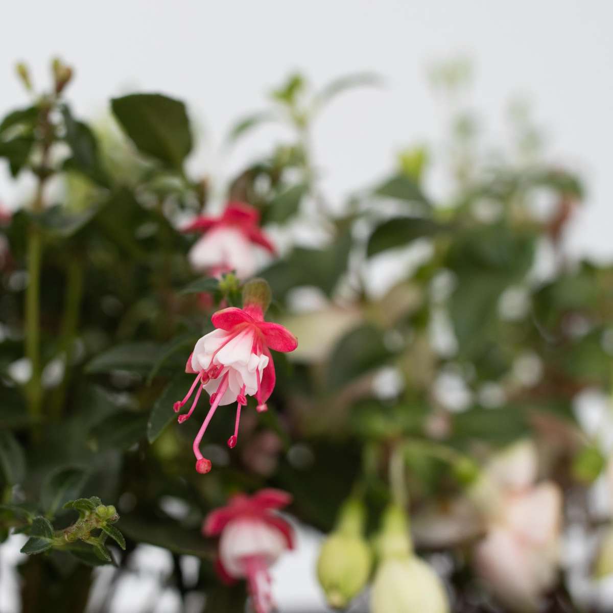 Fuchsie - 6er-Mix - Sarah, Lady Thumb, Ricartonnii
