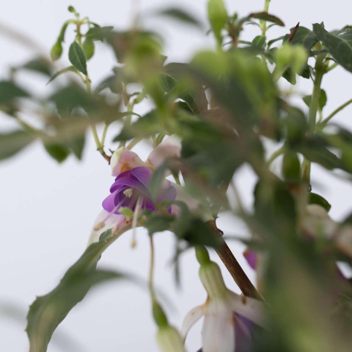Fuchsie - 6er-Mix - Sarah, Lady Thumb, Ricartonnii