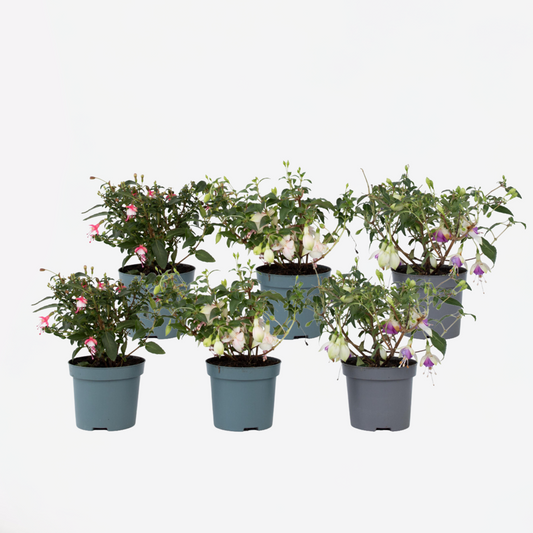 Fuchsie - 6er-Mix - Sarah, Lady Thumb, Ricartonnii