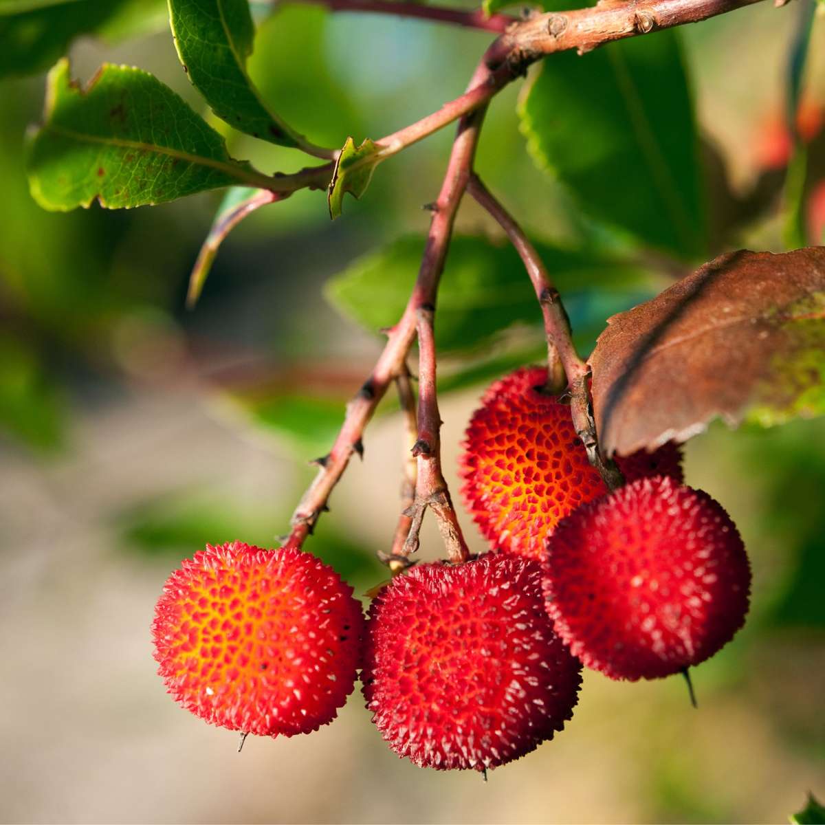 Arbutus Unedo - 3er-Set - Erdbeerbaum