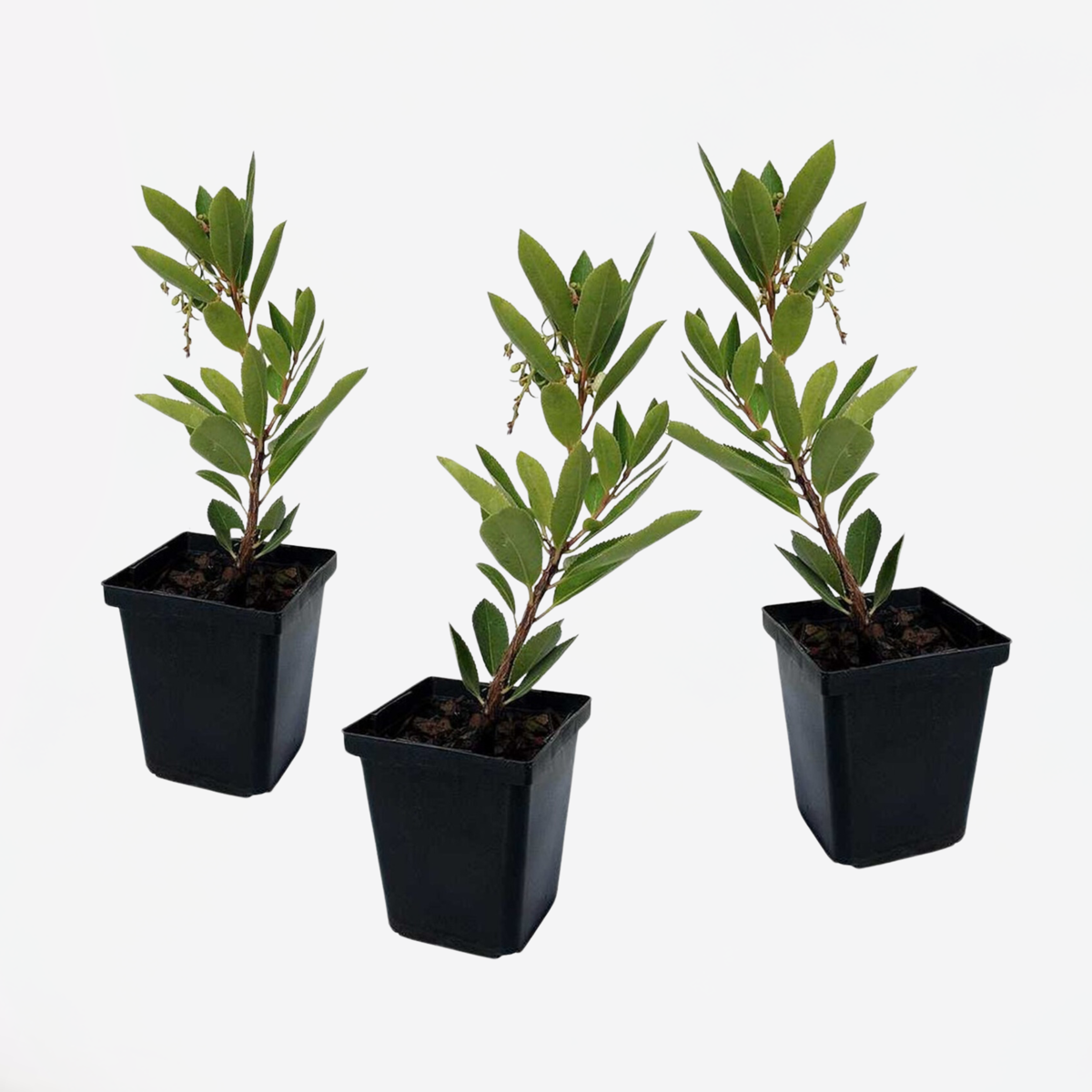 Arbutus Unedo - 3er-Set - Erdbeerbaum