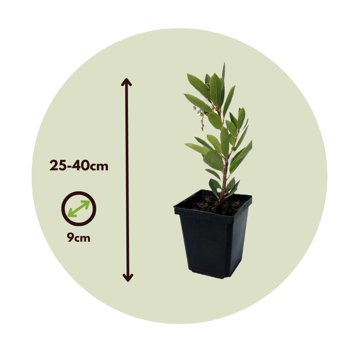 Arbutus Unedo - 6er-Set - Erdbeerbaum