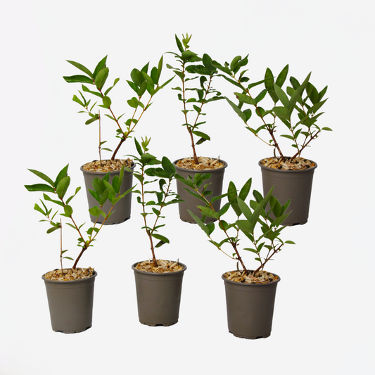 Lonicera kamtchatica - 6er-Set - Honigbeere