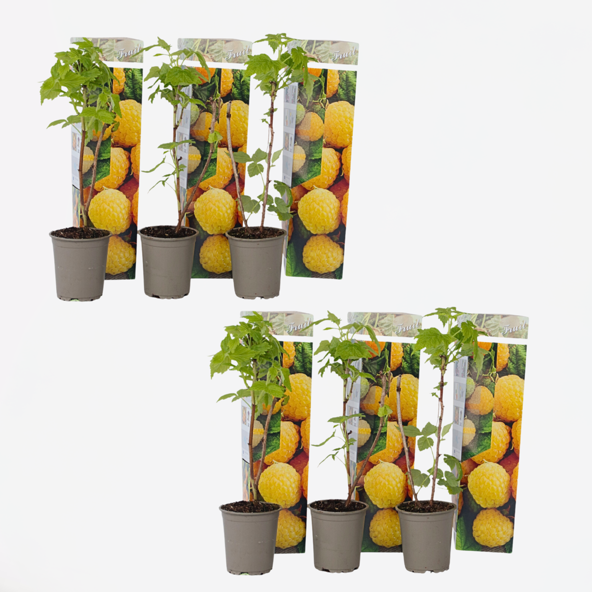 Framboosplanten - Set van 6 - Gele framboosplanten