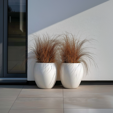 Carex Bronco - 6er-Set - Ziergras