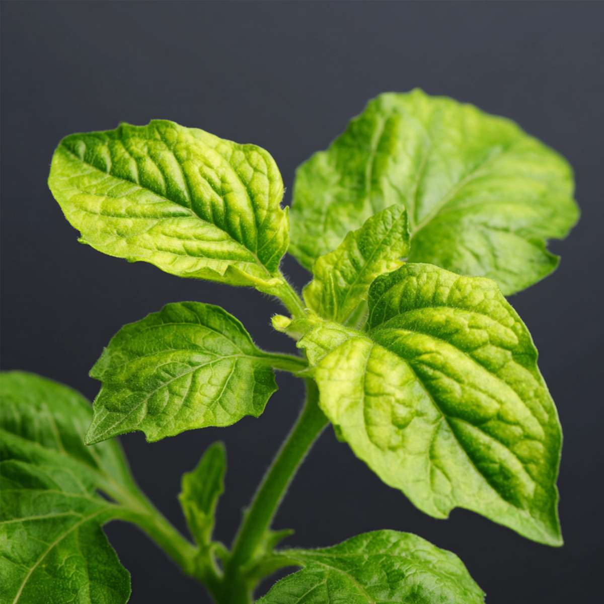 Solanum 'Pepino gold' - Set van 3 - Meloenpeer