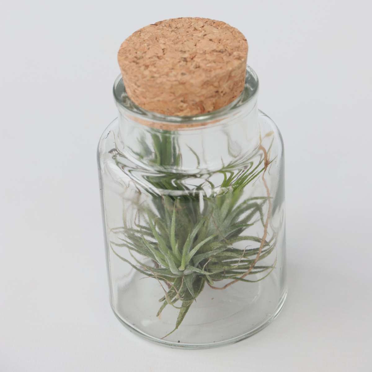 Tillandsia - 3er-Mix - Luftpflanzen in einer Glasflasche