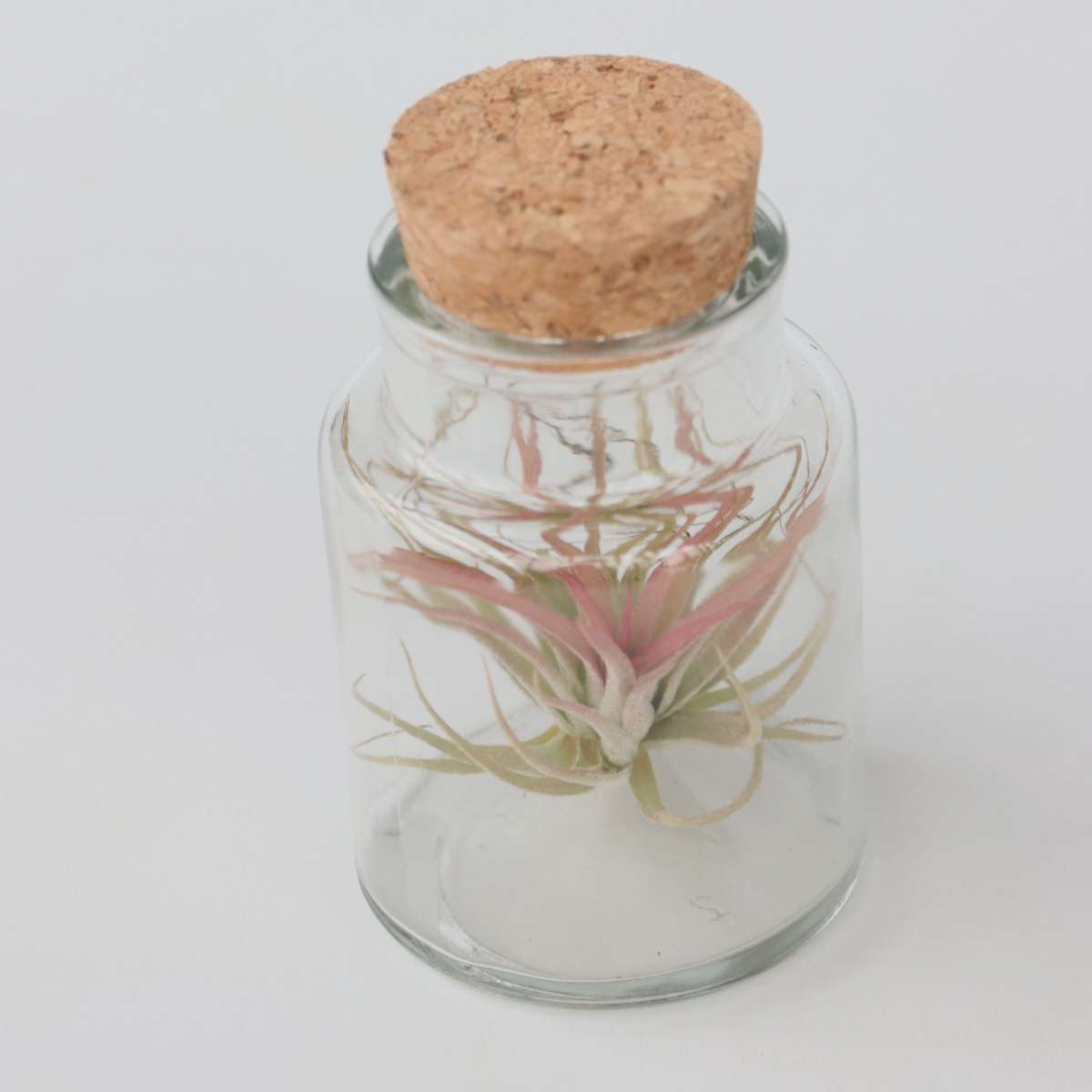 Tillandsia - 3er-Mix - Luftpflanzen in einer Glasflasche