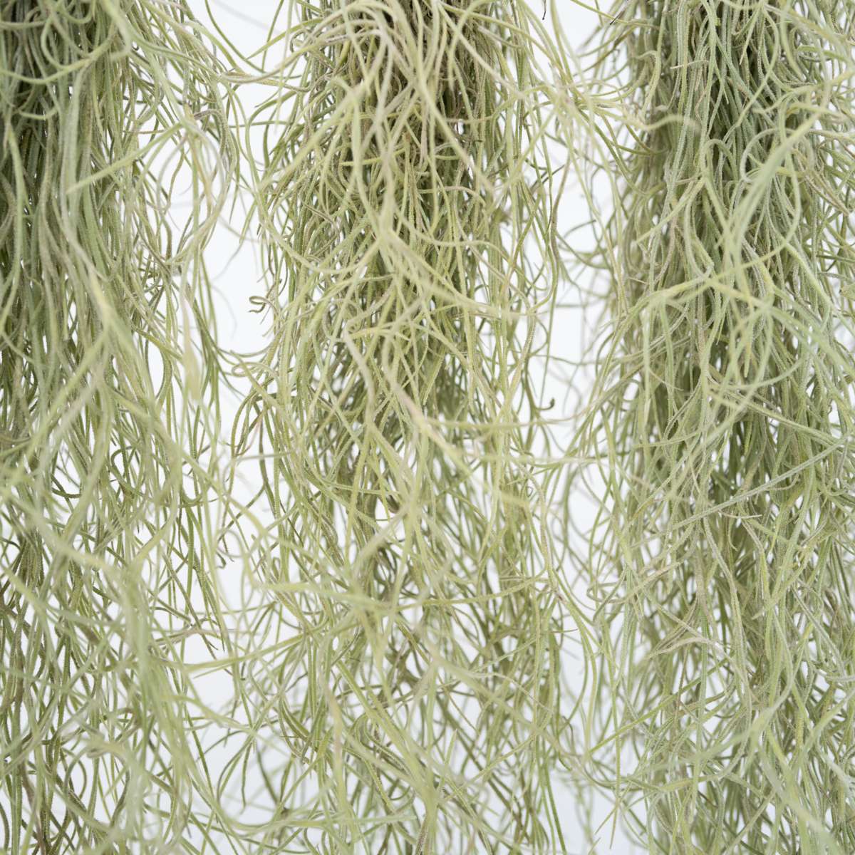 Tillandsia Usneoides 'Spanish Moss' - 3er-Set