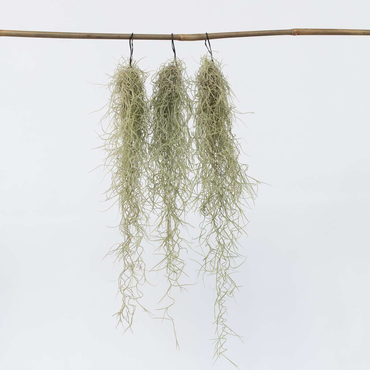 Tillandsia Usneoides 'Spanish Moss' - 3er-Set