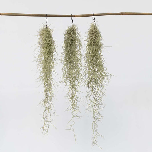 Tillandsia Usneoides 'Spanish Moss' - 3er-Set