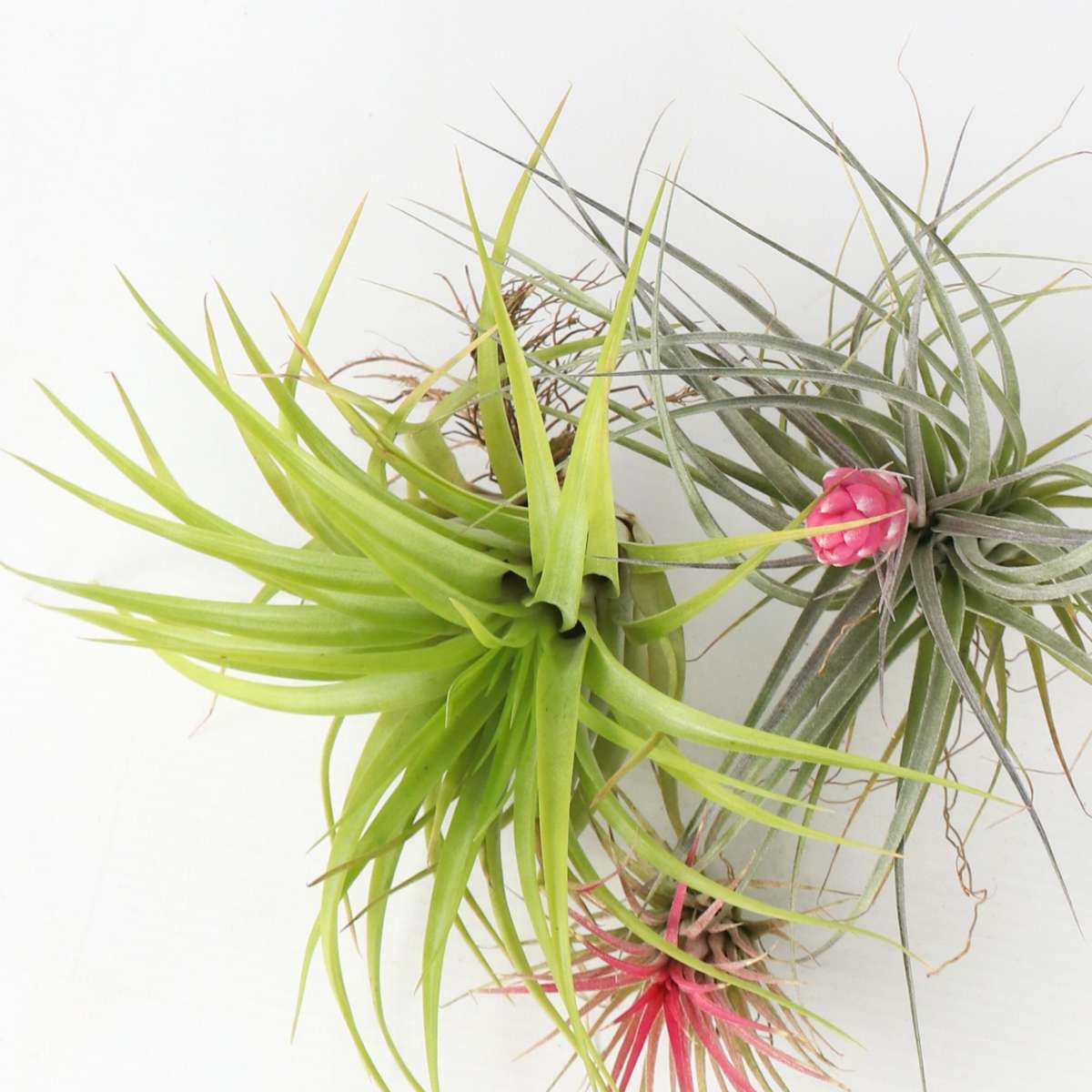 Tillandsia - 3er-Mix - Luftpflanzen