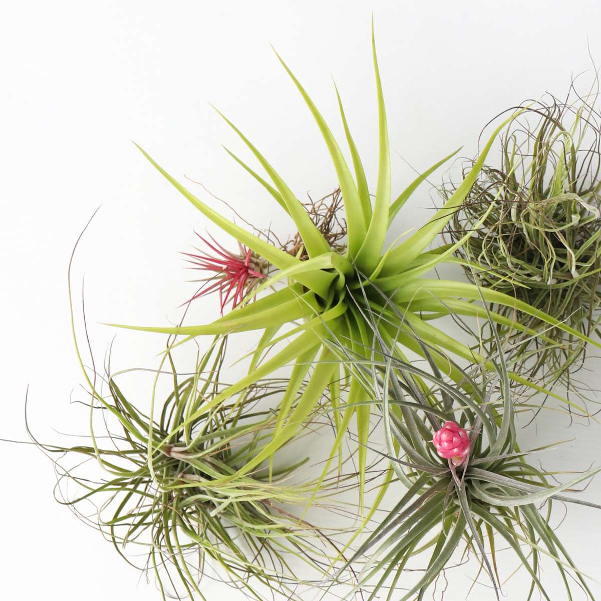 Tillandsia - 5er-Mix - Luftpflanzen