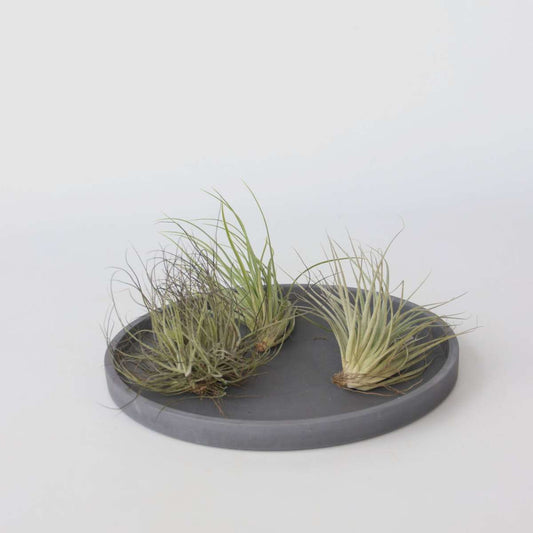 Tillandsia - 5er-Mix - Luftpflanzen