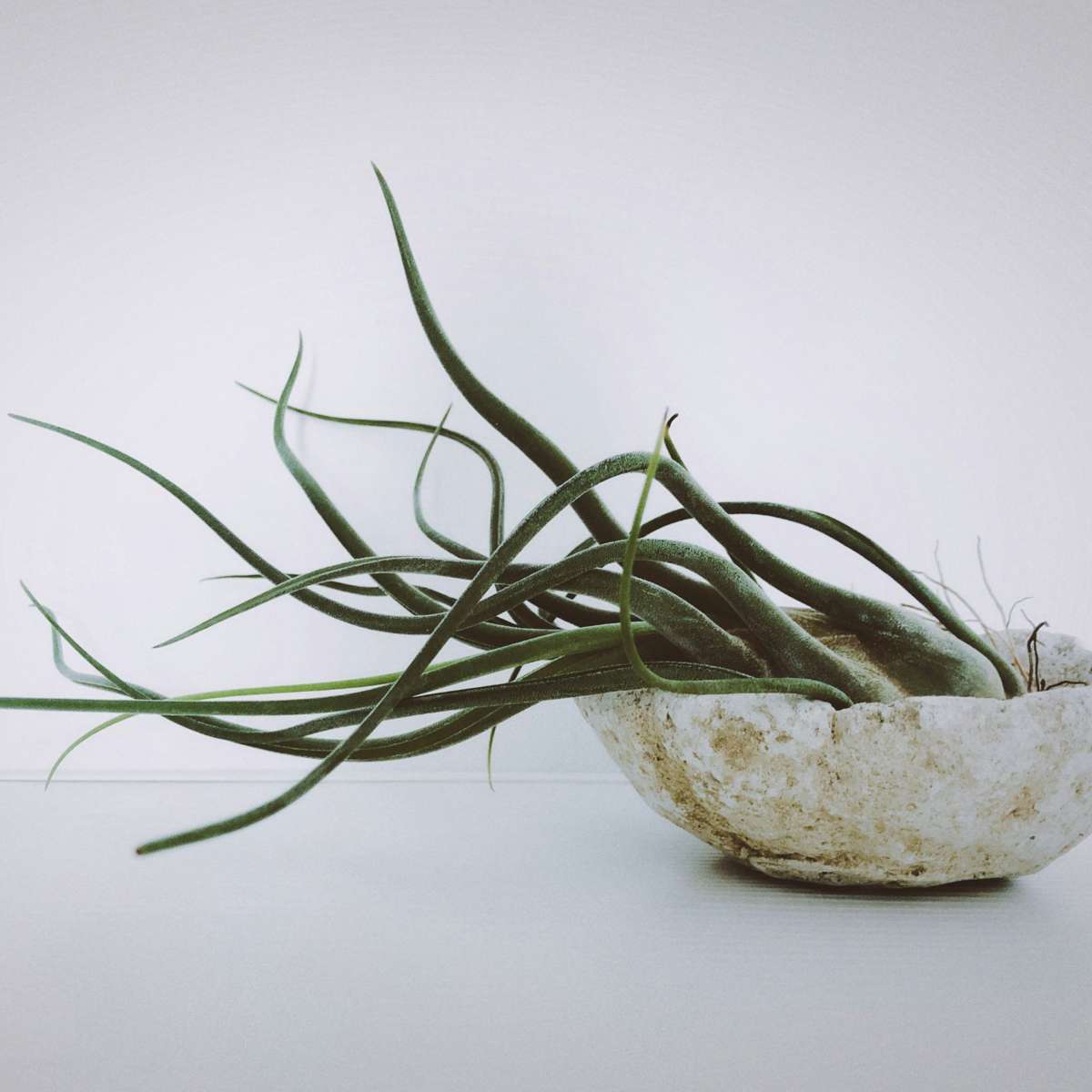Tillandsia - 5er-Mix - Luftpflanzen