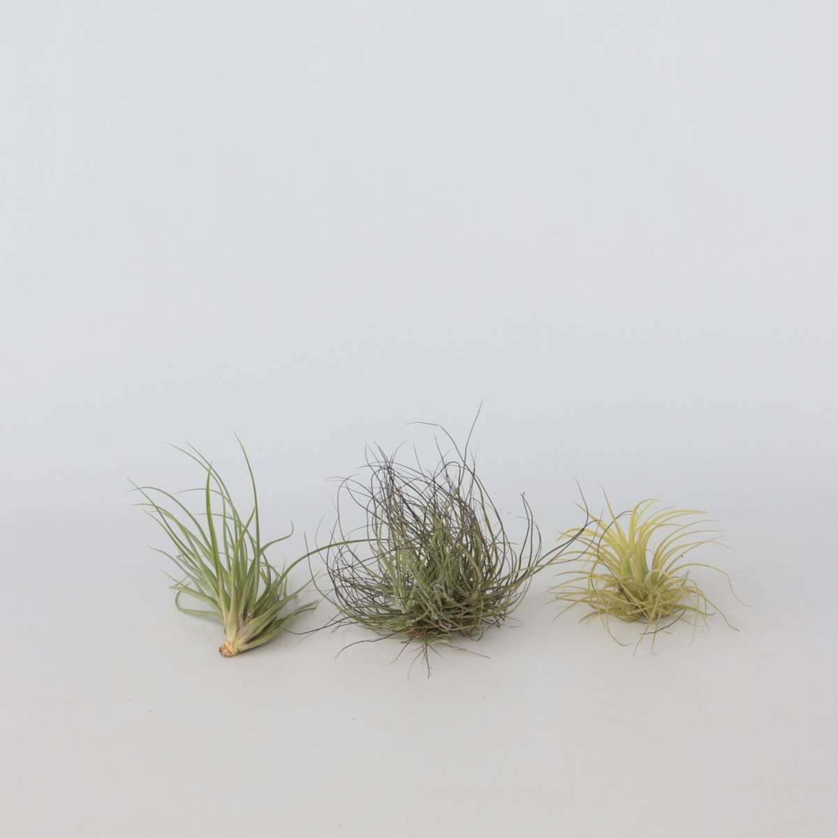 Tillandsia - 5er-Mix - Luftpflanzen