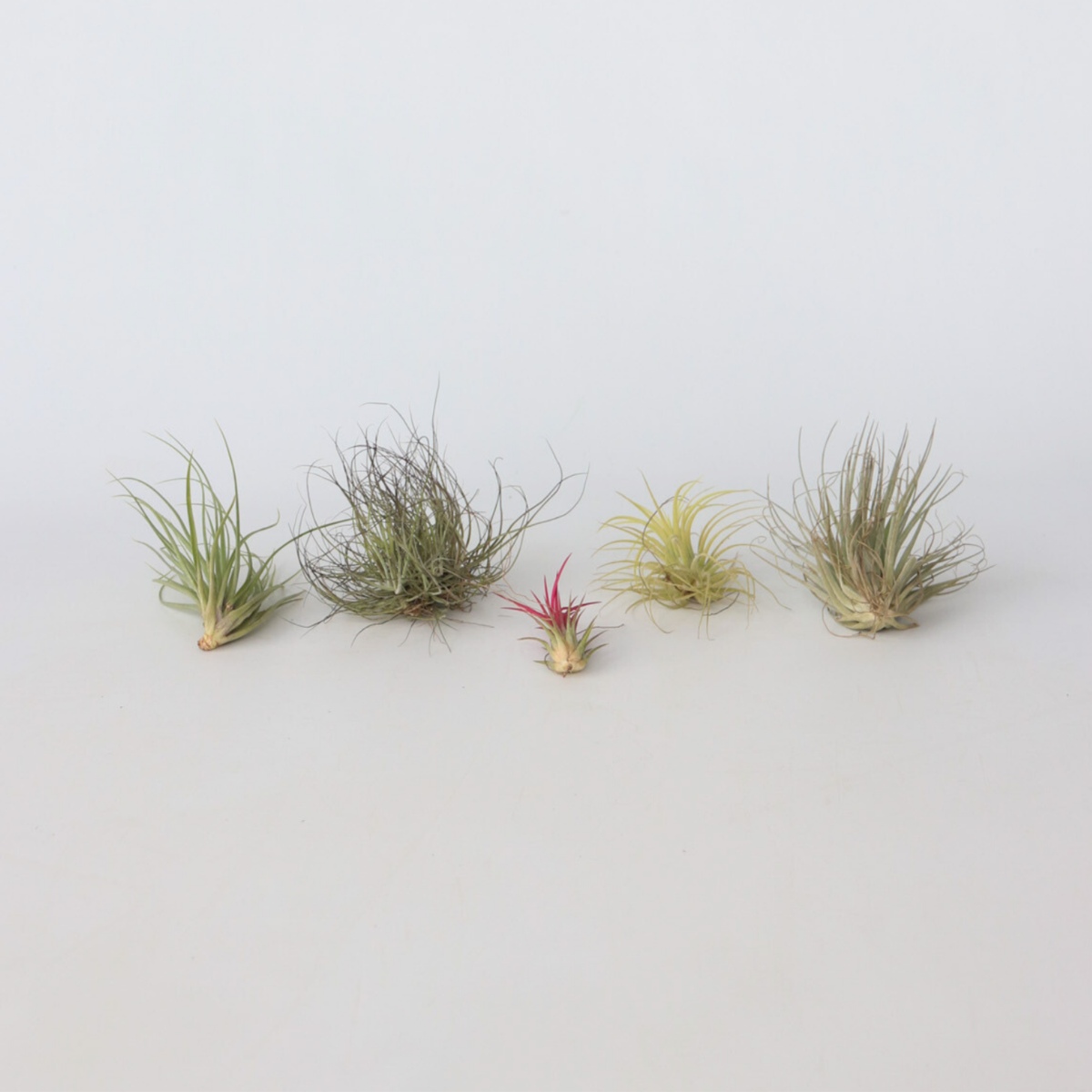 Tillandsia - 5er-Mix - Luftpflanzen