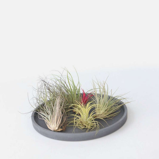 Tillandsia - 6er-Mix - Luftpflanzen