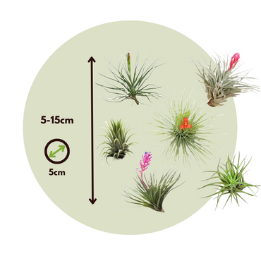 Tillandsia - 12 Stück - Luftpflanzen