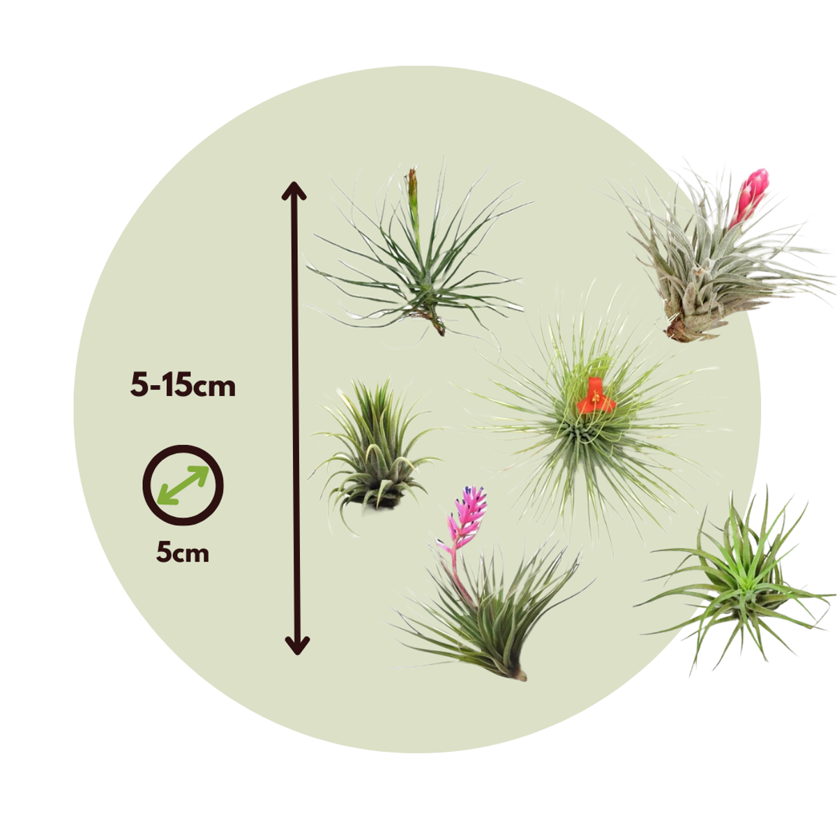 Tillandsia - 5er-Mix - Luftpflanzen