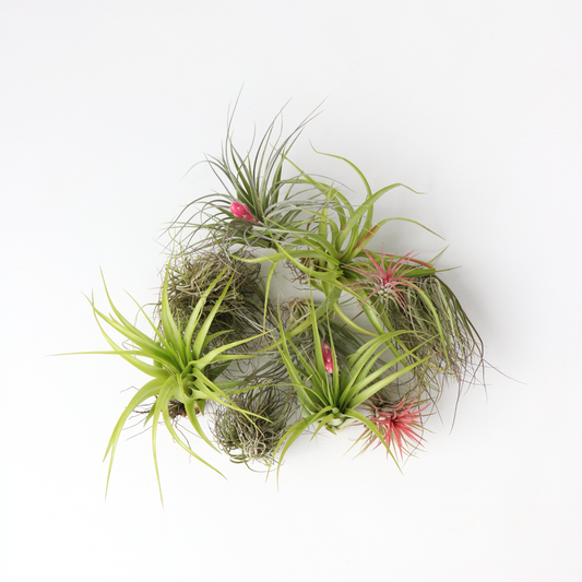 Tillandsia - 10er-Mix - Luftpflanzen