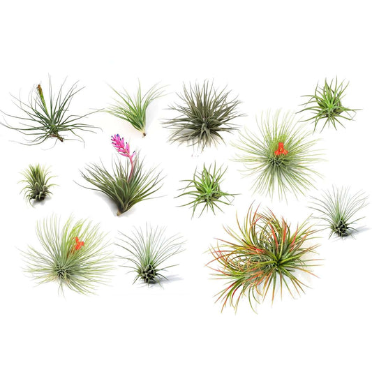 Tillandsia - 12 Stück - Luftpflanzen