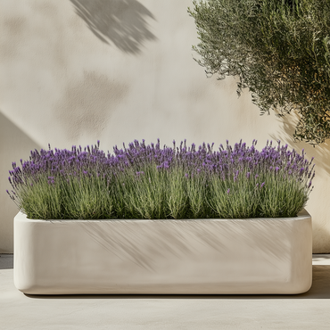 Lavandula stoechas 'Anouk' - Set van 2 - Lavendel