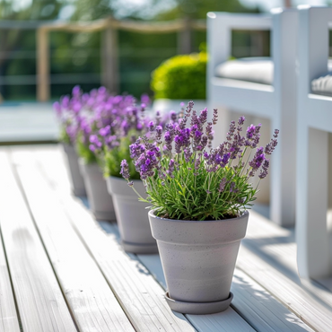 Lavandula stoechas 'Anouk' - 2er-Set - Lavendel