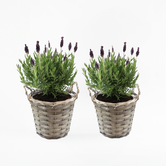 Lavandula stoechas 'Anouk' - 2er-Set - Lavendel