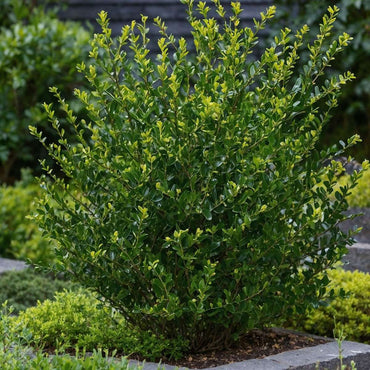 Ilex crenata 'Jenny' - 12er-Set - Japanische Stechpalme
