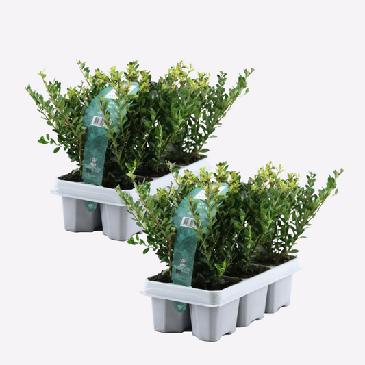 Ilex crenata 'Jenny' - 12er-Set - Japanische Stechpalme