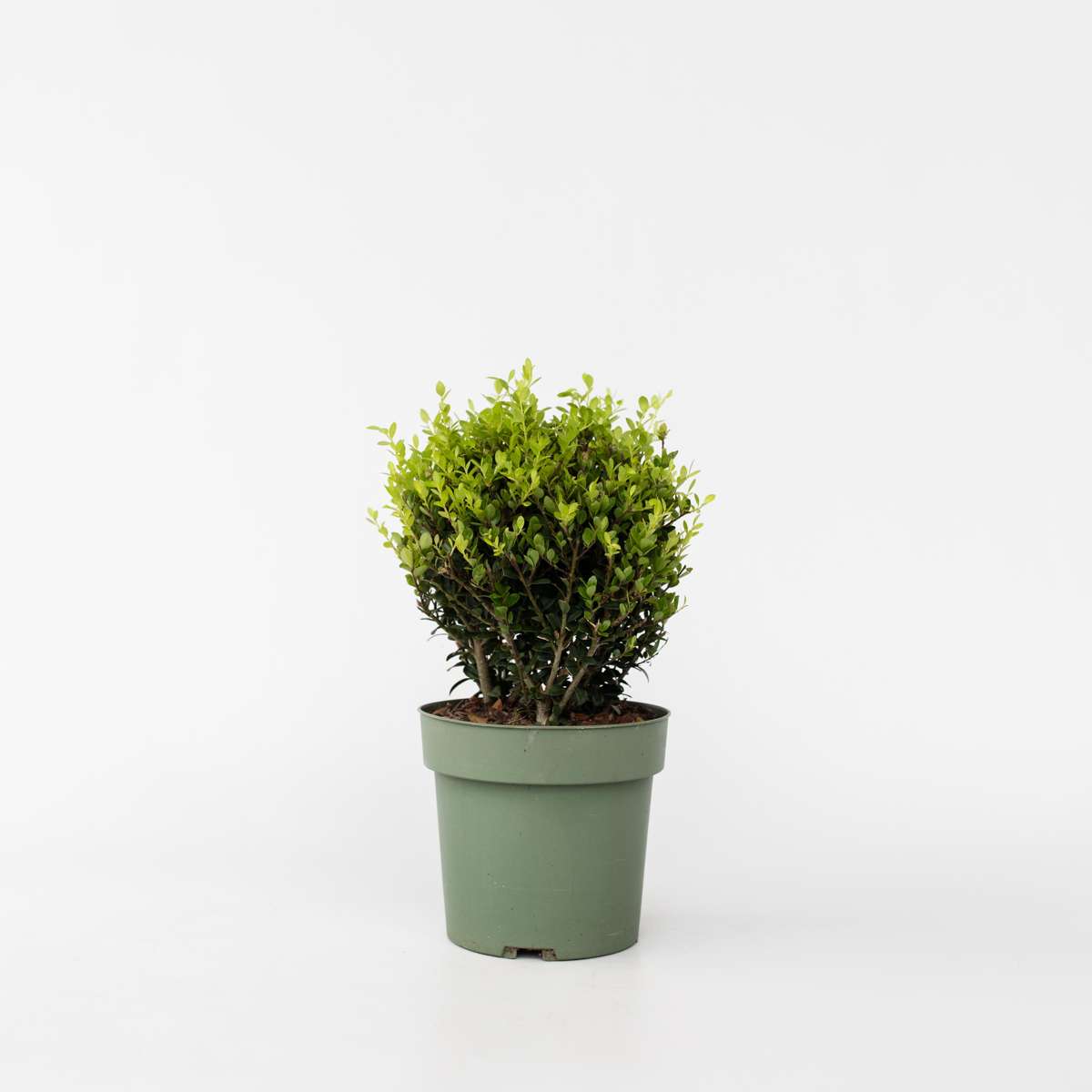 Ilex crenata - Japanische Stechpalme