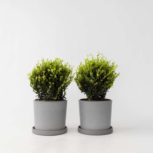 Ilex crenata - Japanische Stechpalme - 2er-Set